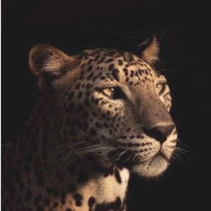 Meet your Posher, Fallon